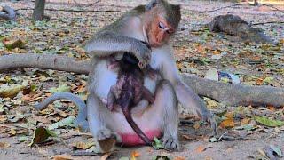 Poor mother baby monkey unhappy and deny milk for tiny baby again & again