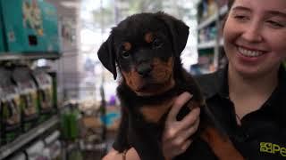 Meet the Rottweiler | Petland Florida