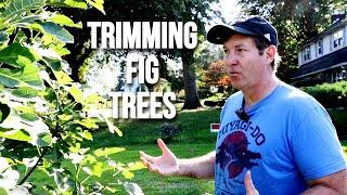 Trimming Fig Trees: How Much, Do's & Don'ts