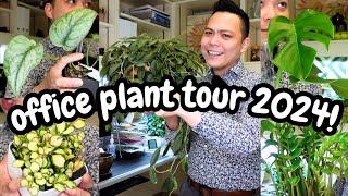 Office Plant Tour and Q&A  Spring 2024 | Mostly Hoyas, Philodendron, Monstera & MORE HOUSEPLANTS 