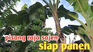 PISANG RAJA SAJEN JENIS INI BANYAK DICARI