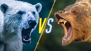 Polar Bear VS Grizzly Bear