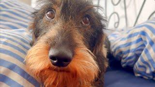 Dachshund Teddy wants to stay in bed all day  #teddythedachshund la