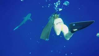 North Shore Oahu Shark Free Diving with One Ocean Diving - October 2020