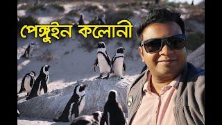 পেঙ্গুইন কলোনী দক্ষিণ আফ্রিকা | Boulders Beach, South Africa | Emrul Kausar Emon