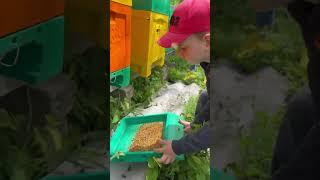 Как мы собираем пыльцу. Улья Медведь.