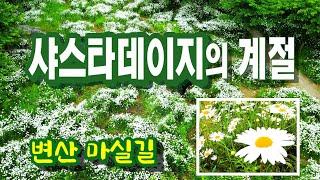 지금은 샤스타데이지의 계절ㅣ 변산마실길 군락지 2곳과 연계코스 추천