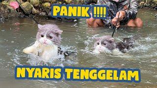 TEBO KUCING PERSIA BERENANG - PANIK NYARIS TENGGELAM