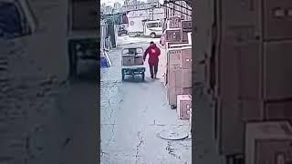 حيوانات طلبت المساعدة من البشر | رد فعل الحيوانات سيصدمك