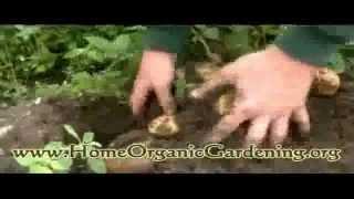 Learn How to Grow Organic Vegetables at Home and Save Money