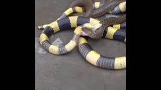 Indian Banded Krait swallowed keelBack water Snake #bandedkrait #indian #snake #king #SnakeinRRR