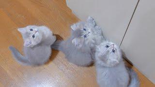 A family of kittens meowing all at once when it's time to eat is so cute...