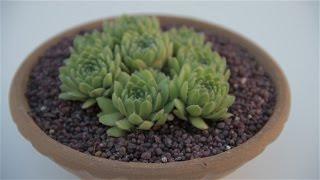 Sempervivum tectorum “Green Wheel”