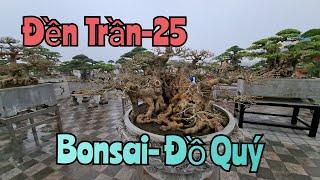 Bonsai mini để bàn xuất sắc tại đền Trần Nam Định-