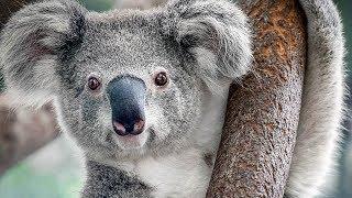 Koalas are not that cute