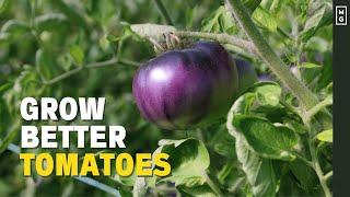 The Secret To Perfect Tomatoes In The Field | Caterpillar Tunnels!