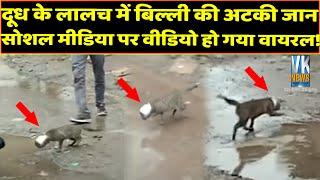 दूध पीने आई बिल्ली के गले में अटक गई जान, सोशल मीडिया पर Viral हो रहा है ये Video!