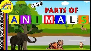 Learn Animal Body Parts -  Elephant Body Parts - Wild Animals