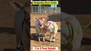  1 To 2 feet height cattle shortest cows breed #youtube #viral #reels #miniature #trend #youtube