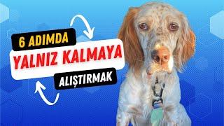 6 Adımda Köpeğinizi Evde Yalnız Kalmaya Alıştırın - Ayrılık Anksiyetesi (Köpek Eğitim Videoları)