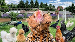 Amazing Organic Chicken Farming: A Paradise Where Rare & Heritage Breeds Thrive. Egg Collecting