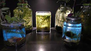 NO Filter, NO CO2, NO Ferts Aquarium - What is it all about