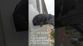 Кормление птиц — мощная карма и духовная практика ️ Простой акт, что меняет всё!