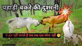 Pahadi Bakaro Ki Ghamasan Ladayi  / ये तुड़तुडे हुवा फेमस / New Pahadi Video / Pahadi Fasak Fun TV