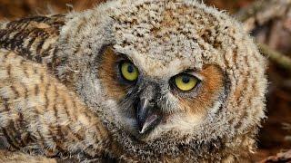 Owlet Observation