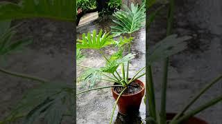 Big Philodendron Selloum(nakatipid sa dilig) #shorts