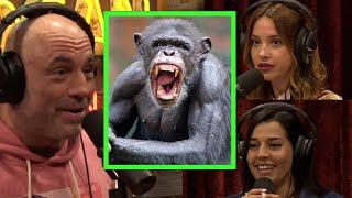 Joe Rogan Chimpanzee Behavior and Interactions with Humans – Kim Congdon & Sara Weinshenk JRE #1983