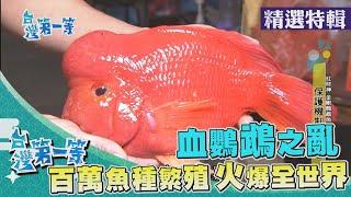 台灣第一等【百萬財神魚 火紅金剛血鸚鵡／全台唯一配色 原生糖果鬥魚】 _精選特輯