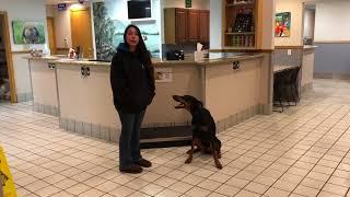Scranton Dog Trainers: Off Leash K9 Training ||| How to get your dog on the scale at the vet?