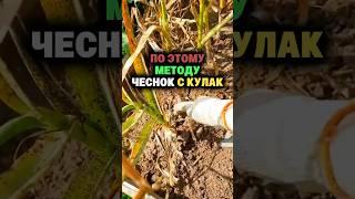 #секреты #дача #огород #сад #рассада #урожай #чеснок