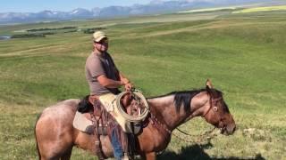 Taking some cows to the res