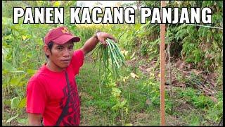 BANG IPAN PANEN KACANG PANJANG DI KEBUN BANG EGY BUAT OLE" PULANG RUMAH