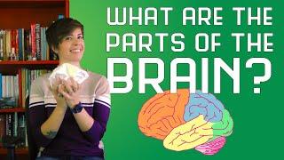 What are the Parts of the Brain?