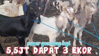 UPDATE TERBARU‼️PASAR GONDANG LEGI MALANG HARI INI