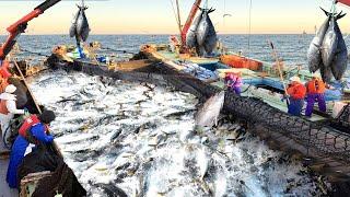 This is How Fishermen Catch Tens of Millions of Tuna With Big Nets - Net Fishing Tuna