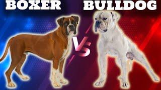 Boxer VS American Bulldog-Comparison