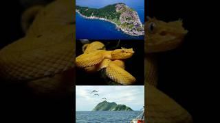 Shorts | Ytshorts | Mysterious Secrets of Snake Island