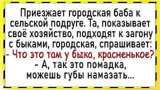 Как городская у быка взяла! Сборник свежих анекдотов! Юмор!