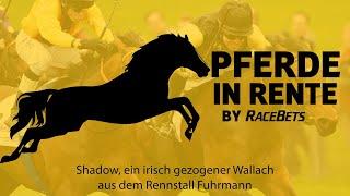 Shadow, ein irisch gezogener Wallach aus dem Rennstall Fuhrmann