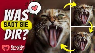 Katzensprache: So Verstehst Du Deine Mieze! 