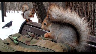 Прибежали белочки / Squirrels came running