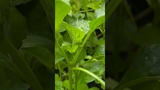 🫑 I topped my pepper plants |Pruning Peppers #peppers #summergarden  #gardeningtips