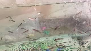 How to care Garra rufa Fish Dr Fish