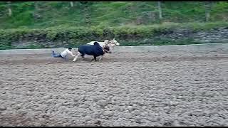 ox race Rajouri fatehpur...2023#youtube #trending #oxraces #viral #trendingshorts #ytshort