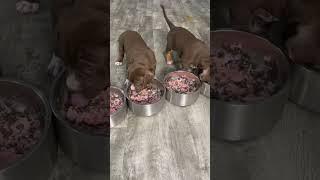  How to feed raw meat to a puppy! #rawfeeding #rawdiet #rawfoods #puppy #dogfood #burrnationk9s