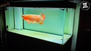 Stunning Underwater home fish media Explore the Beauty of a Plant Aquarium #143